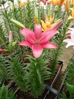 [5121 Purple Diamond DJ No01.JPG]